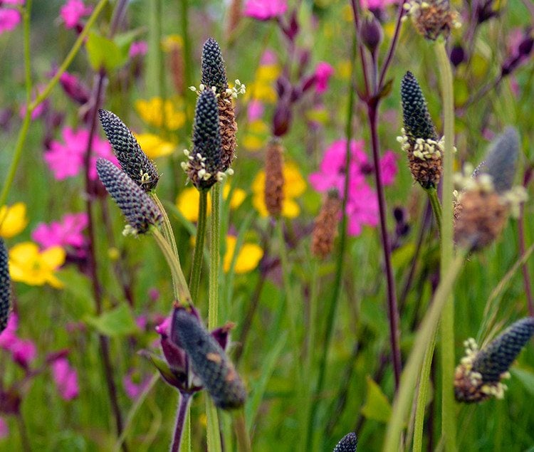 How to create a wildflower meadow - a haven for wildlife and beneficial insects #wildflowers