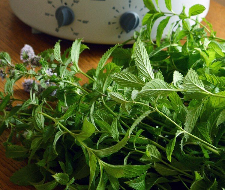 How to harvest and dry Peppermint for teas, beauty products, and food seasoning. Instructions for both drying in the oven and in a food dehydrator.