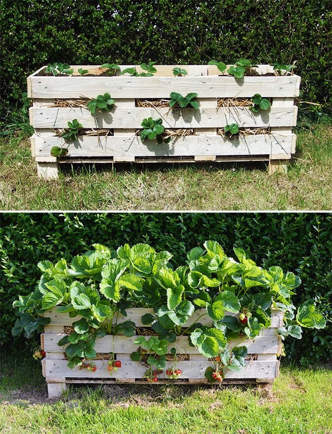 How to make a better strawberry pallet planter lovely greens