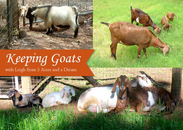 Keeping Goats on a Self-Sufficient Homestead - tips on breeds, care, and personal experience from a goat farmer