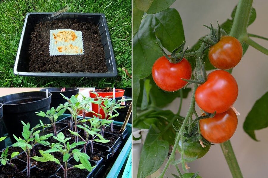 Tips on how to easily save tomato seeds on paper towels and then replant them the following year.