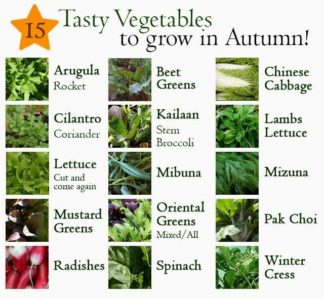 15 Edibles that you can grow in Autumn Lovely Greens