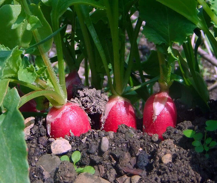 15 Edibles that you can grow in the Fall