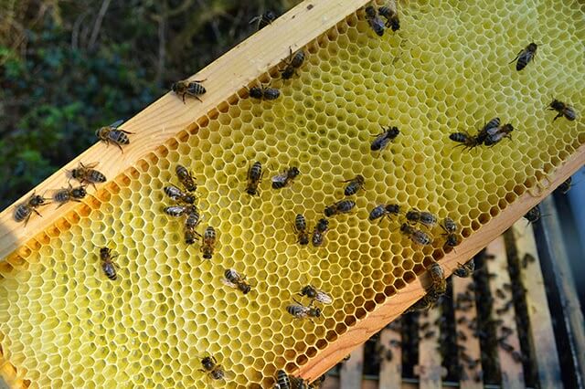 The Honeybees in April - early honeycomb and preparing for the honeyflow #beekeeping
