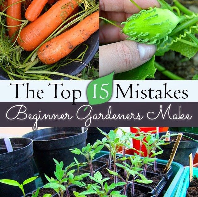 THE TOP 15 MISTAKES that beginners make when starting their first garden - tackle these and you'll be on your way to a fruitful harvest! #gardening