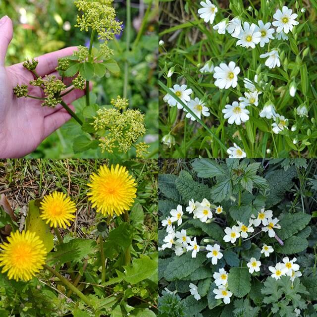 A beginner's walk to identifying wild edible plants such as sorrel, alexanders, wild strawberries, and Ramsons #wildfood A beginner's walk to identifying wild edible plants such as sorrel, alexanders, wild strawberries, and Ramsons #wildfood