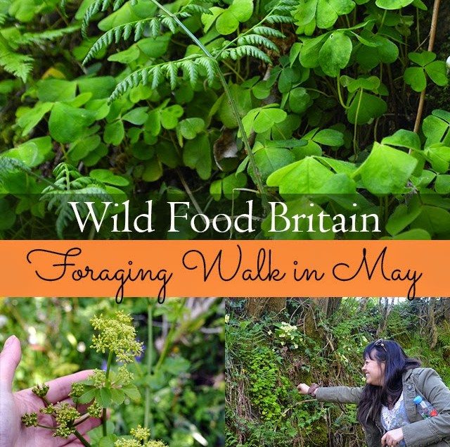 A beginner's walk to identifying wild edible plants such as sorrel, alexanders, wild strawberries, and Ramsons #wildfood