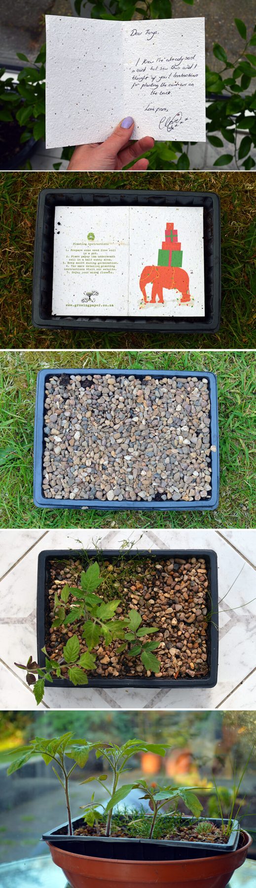 Birthday card embedded with seeds. Plant the card whole and within eight weeks it had sprouted tomato plants and wildflowers.