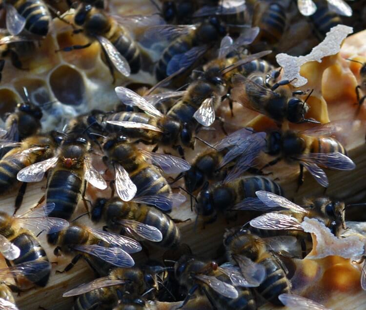 I've just had a beekeeping scare: finding the Varroa lookalike 'Bee Louse' on my honeybees