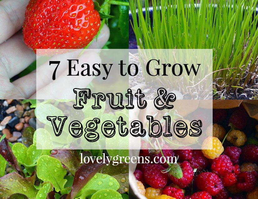7 Easy-to-grow Fruits & Vegetables and tips to get you started