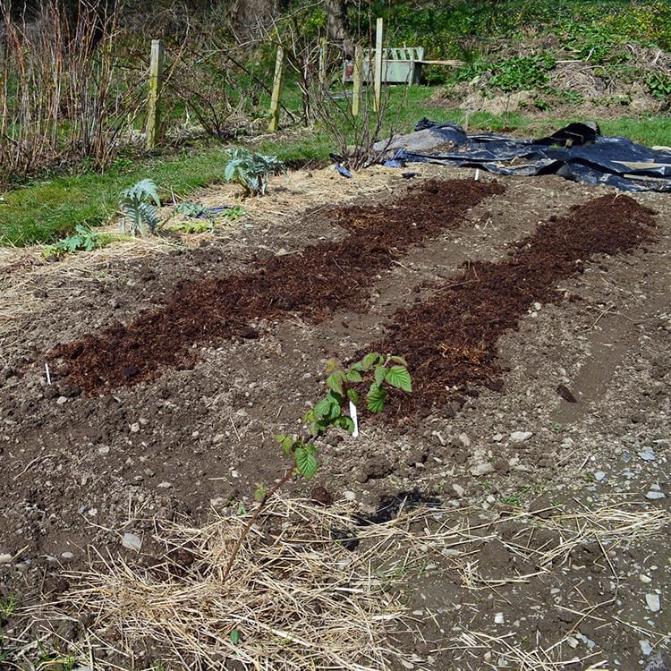 Composted horse manure spread over two rows of Early Potatoes