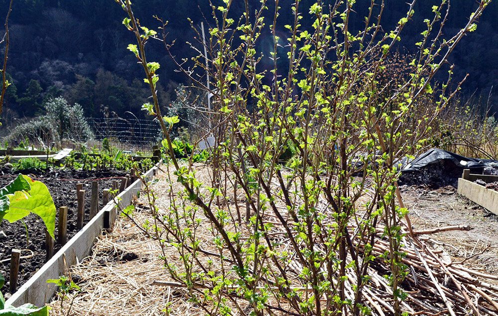 The Allotment Garden in April - early potatoes, Egyptian Walking Onions, the greenhouse, and what's growing