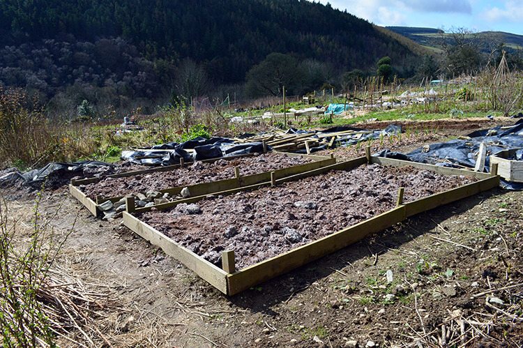 Mushroom compost spread over the two raised beds.