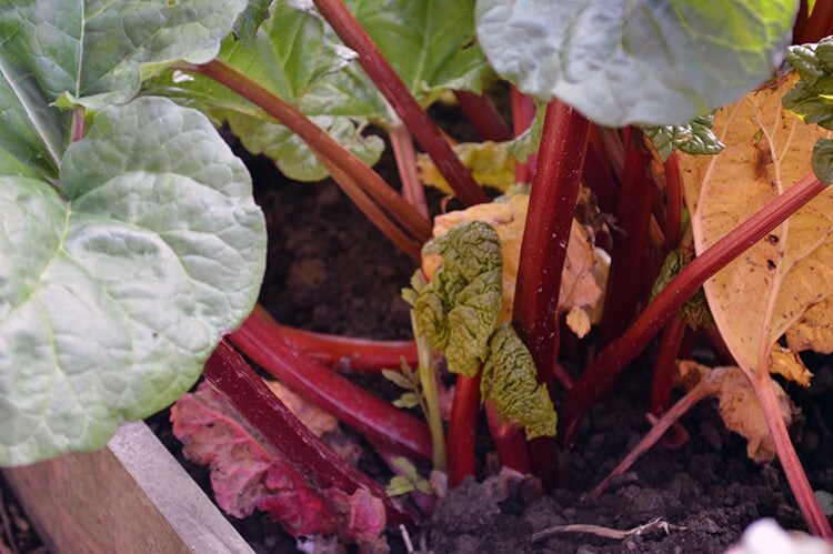 Make country wine with the ruby red stems of spring Rhubarb