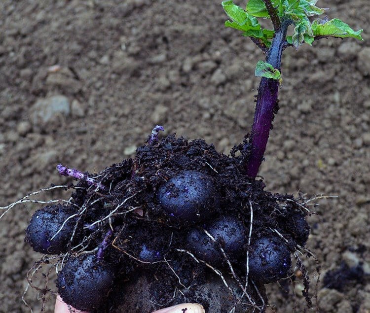 Vegetable garden in May: planting purple potatoes, propagating Basil, forcing Rhubarb, and building a pond.