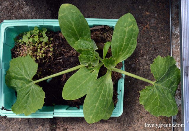 Review of Gro-ables® Seed Pods