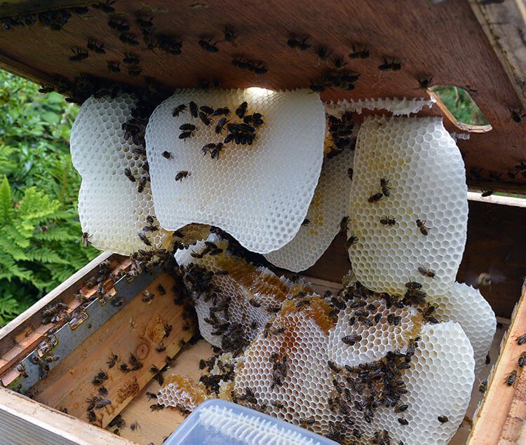 Beekeeping Harvest: Crushing and straining honey from the comb