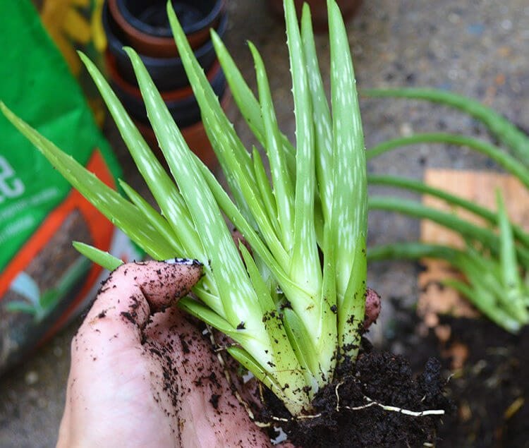 Aloe plant propagation information