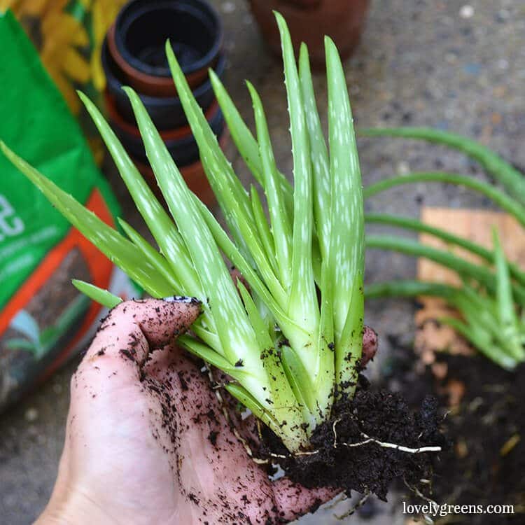 Propagating Aloe Vera Plants - Lovely Greens