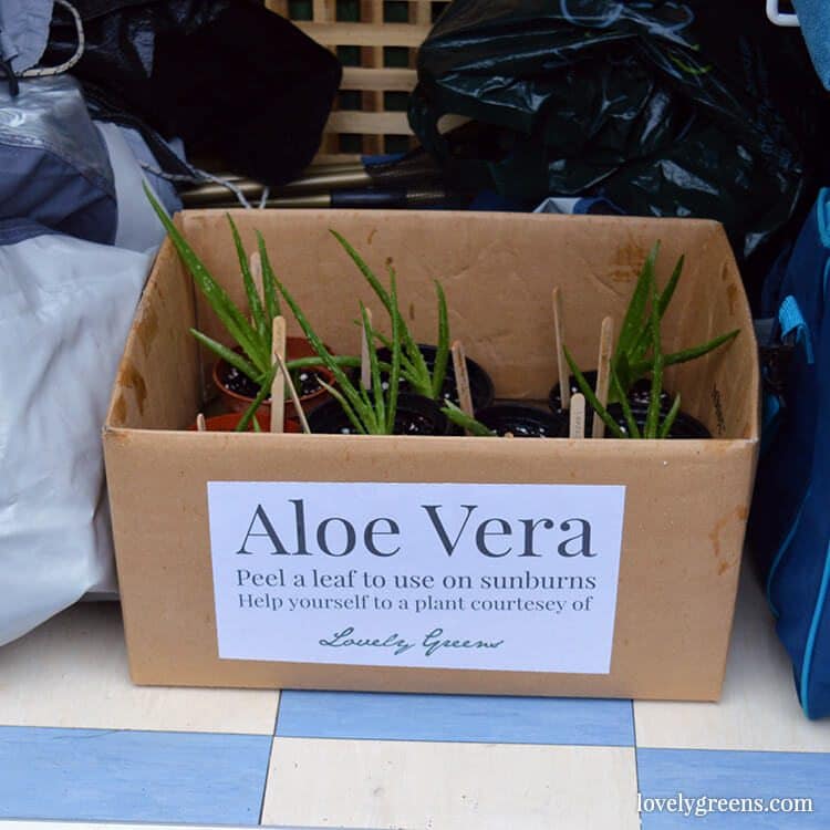 How to pot up baby Aloe Vera plants that have grown off a parent plant