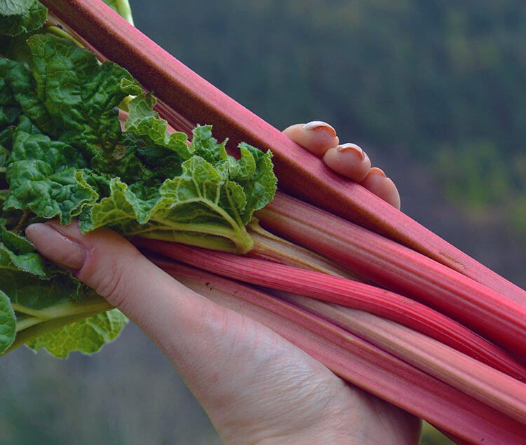 9 Creative & Delicious Rhubarb Recipes
