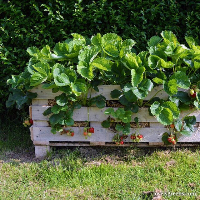 How to make a better strawberry pallet planter lovely greens