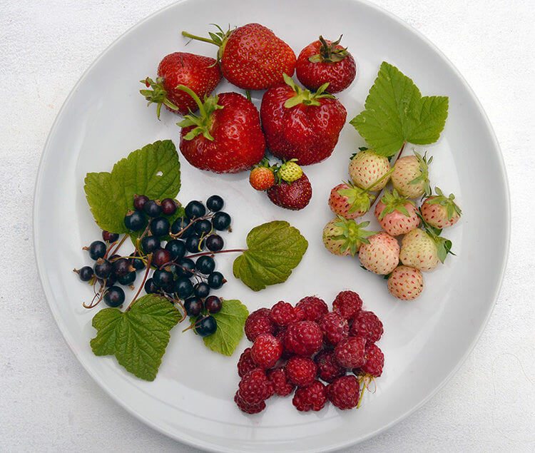 12 Juicy Summer Berry recipes and DIYs