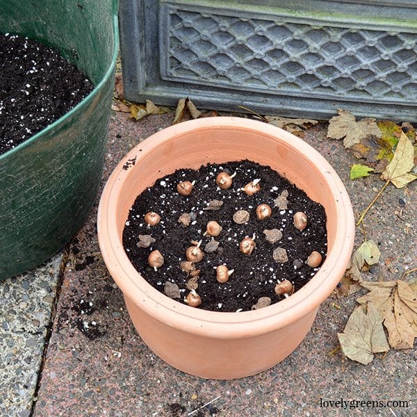 Planting Bulbs in Pots for Early Spring Flowers