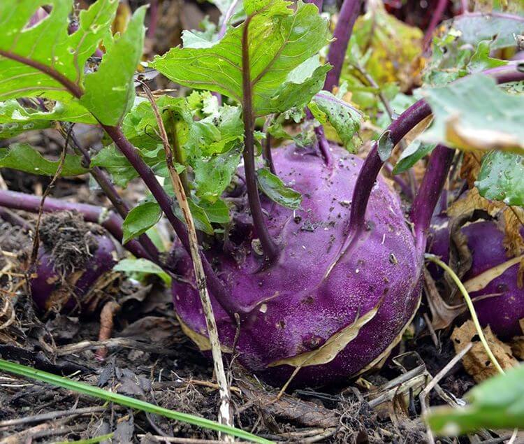 Clearing up the Allotment Garden in November