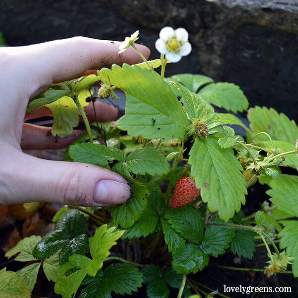 December Gardening: Climate Change in my own Backyard