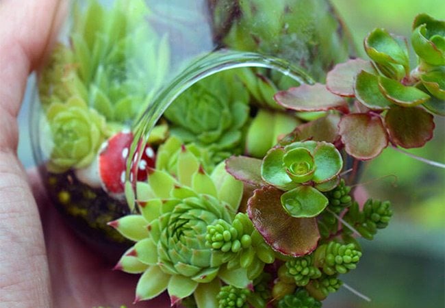 benefit of a snake plant Snake Plant Laurentii | Low Light Indoor Plant
