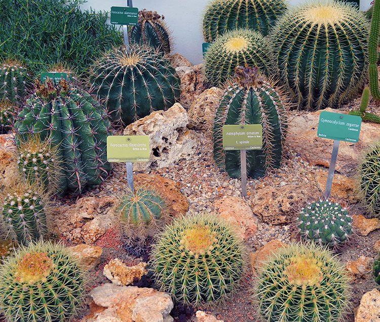 The Desert and Arid Land Glasshouse at the Jardin des Plantes Botanical Garden