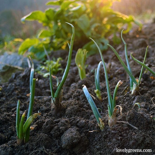 Late January in the Allotment Garden: Transplanting soft-fruit and digging and dividing Egyptian Walking Onions -- perennial onions that form bulbils at the top of a tall stalk