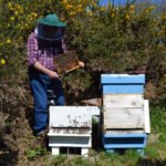 Getting started with Beekeeping: tips for the beginner beekeeper including hive location, equipment, books, and where to begin #beekeeping #homesteading #selfsufficient