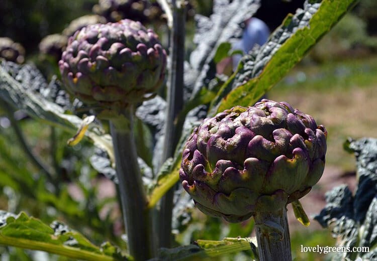 7 Perennial Fruit and Vegetables: Plant Once and then Harvest for Years