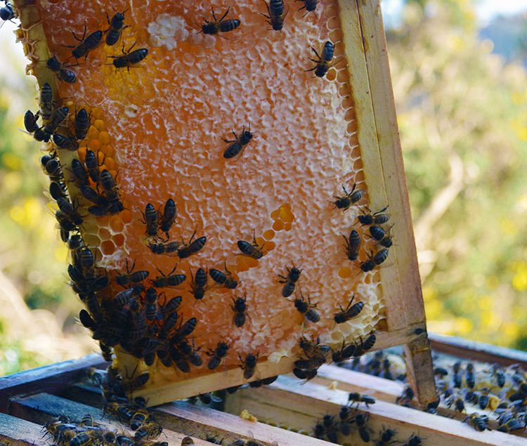 The Honeybees in March: the first colony inspection of the year