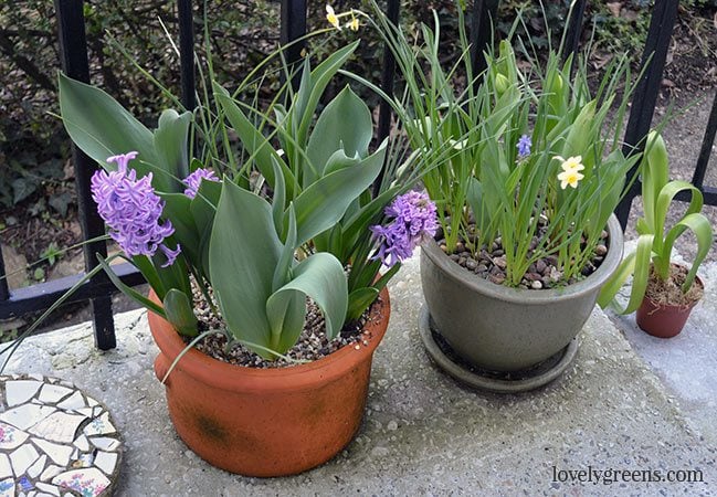 Planting Bulbs in Pots for Early Spring Flowers