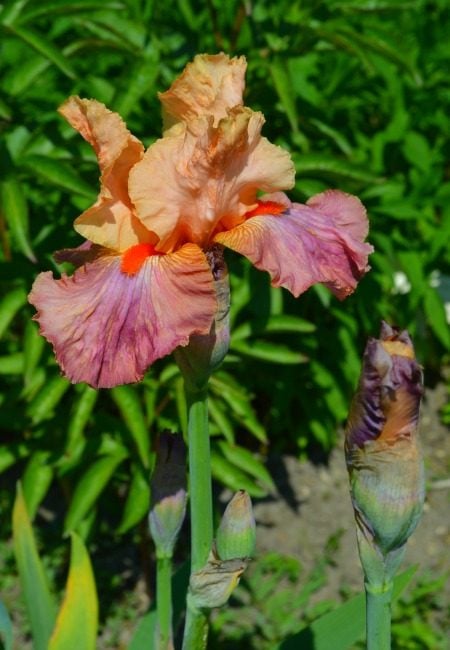 Outdoors at the Berlin Botanical Garden