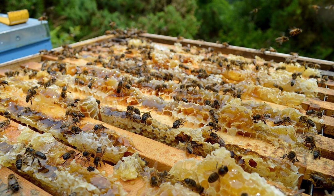 Bad Beekeeper + Loads of Honey
