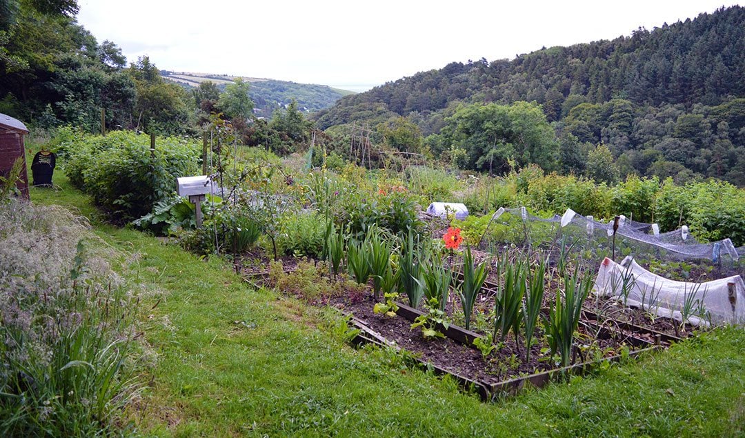 Saying Goodbye to the Allotment Garden