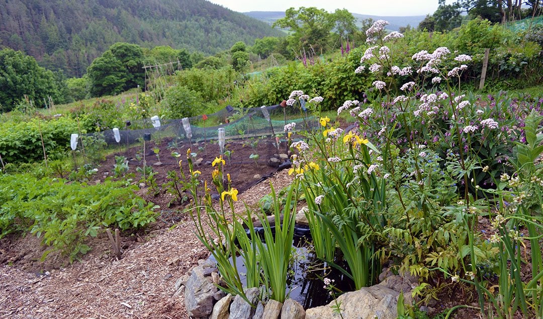 June Video Garden Tour + a Peek into my Neighbour's Gardens