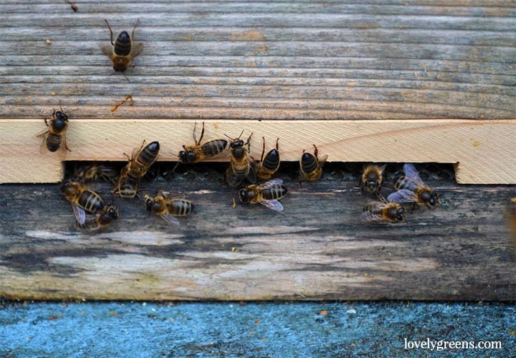 January Beekeeping • Checking Stores & Tidying the Apiary