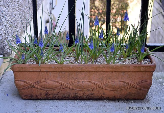 Planting Bulbs in Pots for Early Spring Flowers