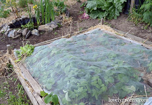 Reviving an Overgrown Strawberry Patch -- tips on tidying it up and getting it back into fruitful production