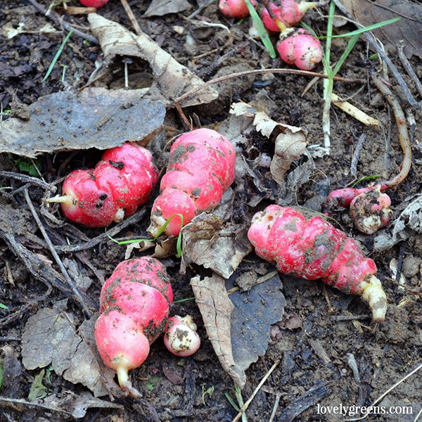 January in the Allotment Garden - pruning raspberries and tidying the strawberry patch
