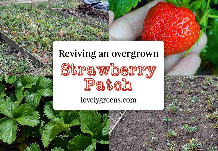 Reviving an Overgrown Strawberry Patch -- tips on tidying it up and getting it back into fruitful production