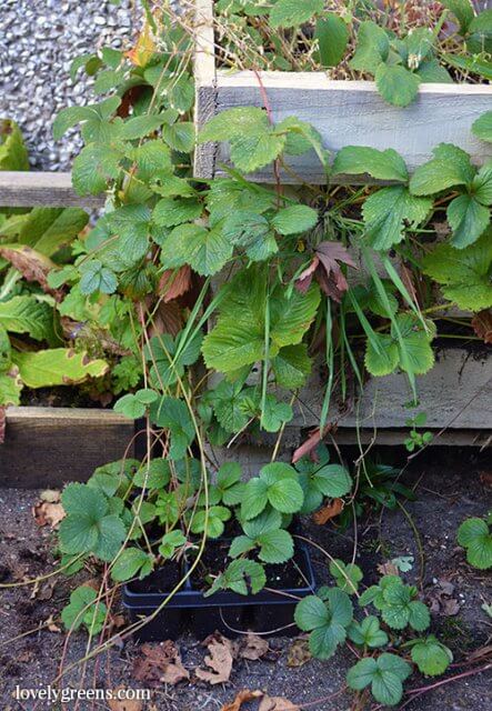 Reviving an Overgrown Strawberry Patch -- tips on tidying it up and getting it back into fruitful production