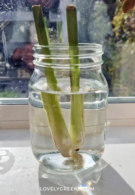 The two lemongrass stems are now in a Mason jar of water filled about 3/4 full.