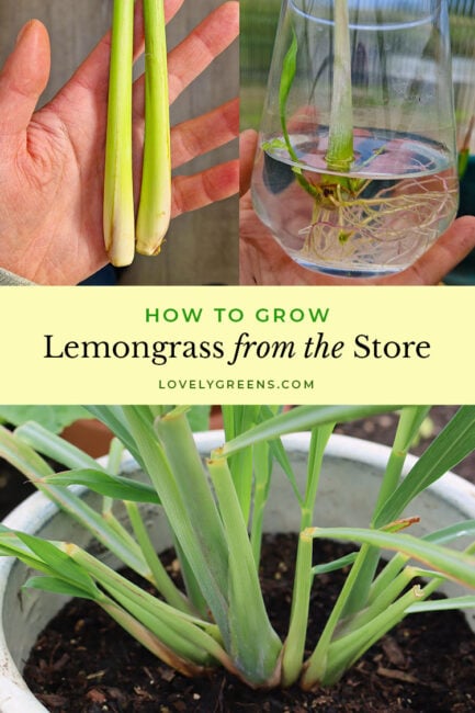 How to grow lemongrass stems purchased from the supermarket. First, you sprout them in water, then you plant them and let them grow. Lemongrass plants can live indefinitely if you give them what they need to live #gardening #growfood #organicgardening