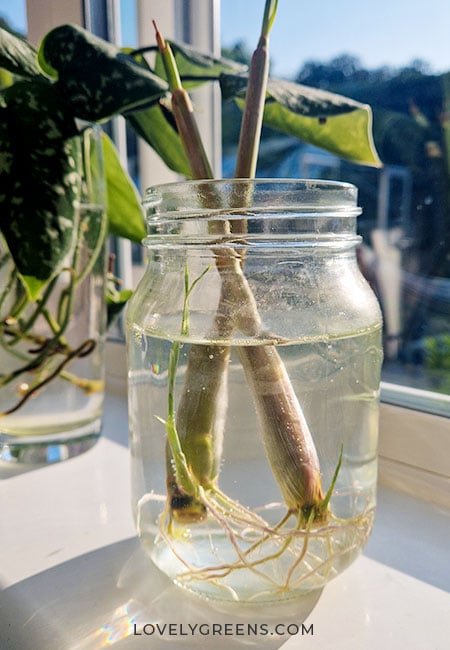 The same two lemongrass stems are still in the water but now have a tangled network of roots and each has a sharp green spike of leaves beginning to grow.